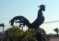 gallo de moron