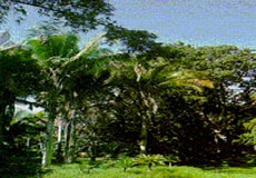 jardin botanico cienfuegos