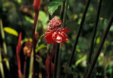 orquidea soroa